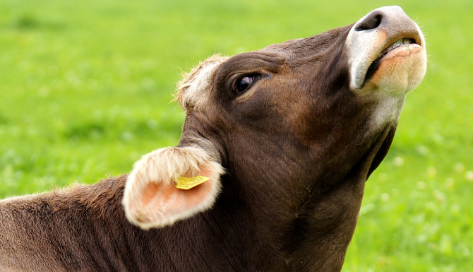 Vaci bolnave au fost sacrificate în abatoare poloneze