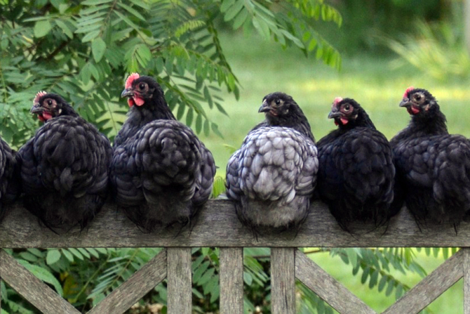 Noile găini nu mai transmit virusul gripei aviare