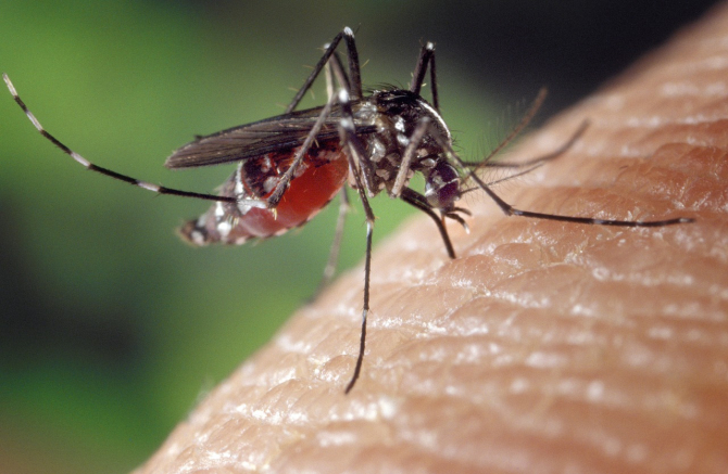 Malaria se transmite prin înțepătura de țănțar