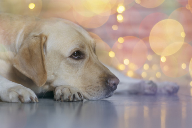 Teoria potrivit căreia un "an câinesc" reprezintă echivalentul a şapte ani umani este un mit