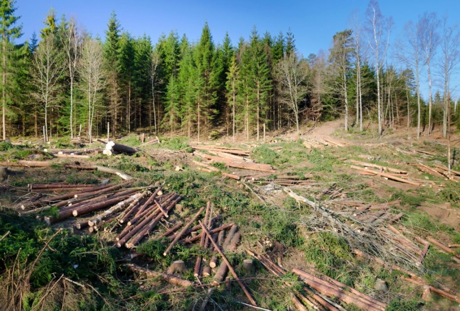 Comisia Europeană a trimis miercuri României o scrisoare de punere în întârziere şi îndeamnă România să pună în aplicare în mod corespunzător Regulamentul UE privind lemnul