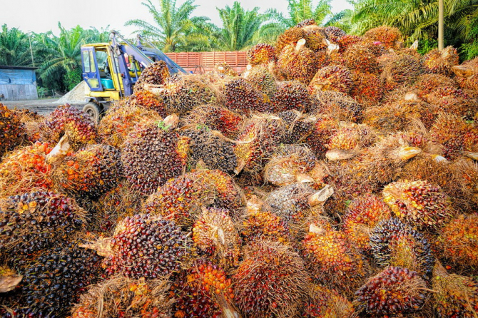 Industria uleiului de palmier, o amenințare pentru mediu