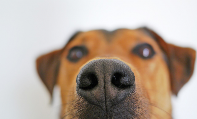 Universitatea din Pennsylvania a lansat un program de antrenare a câinilor pentru a afla dacă pot detecta cazurile de COVID-19