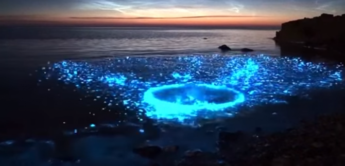 Fotograful Kris Williams a capturat o bioluminiscență în largul coastei Anglesey din Țara Galilor