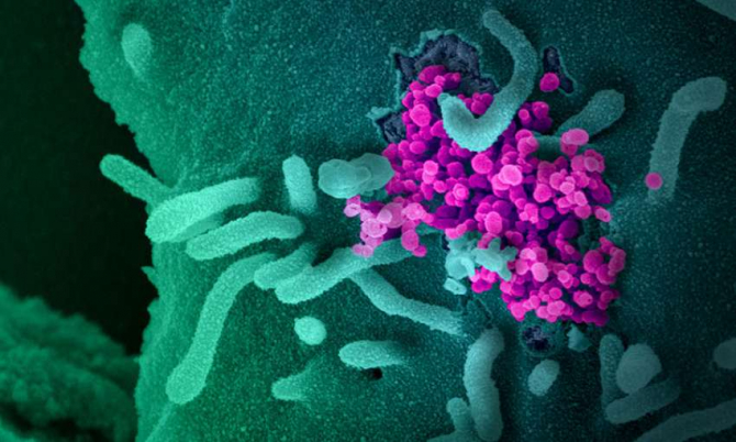 Potrivit informaţiilor secrete obţinute de Statele Unite, coronavirusul este probabil, dar nu cu siguranţă, natural şi nu produs într-un laborator din China
