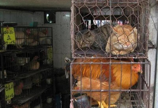 Shenzhen devine primul oraș chinezesc care interzice consumul de câini și pisici