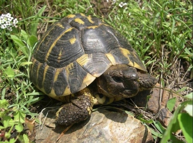 Țestoasa de Dobrogea