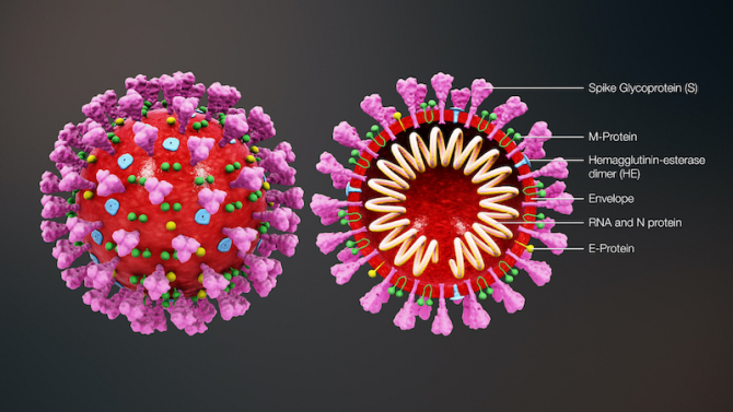 OMS a AVERTIZAT populația! Cât o să dureze pandemia noului coronavirus