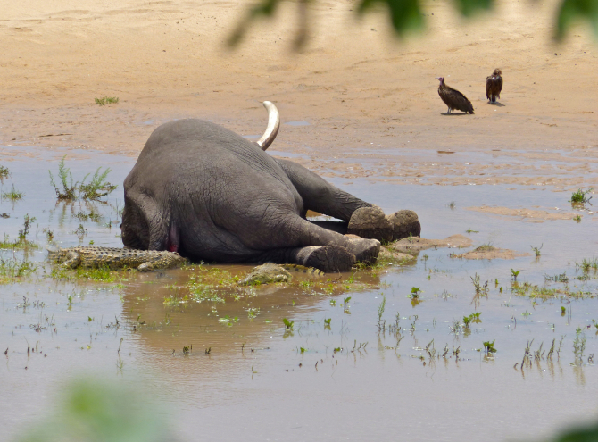 Sute de elefanți morți