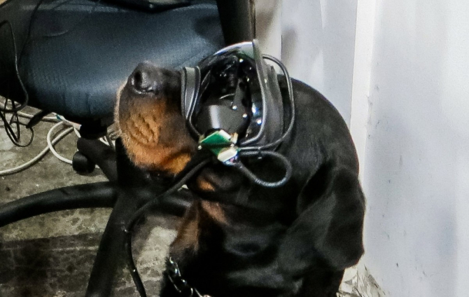 Câinii vor primi instrucțiuni și comenzi prin ochelarii de realitatea augmentată