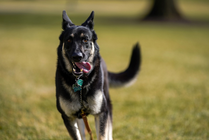 Câini dresați să detecteze persoanele simptomatice și asimptoatice bolnave de COVID-19