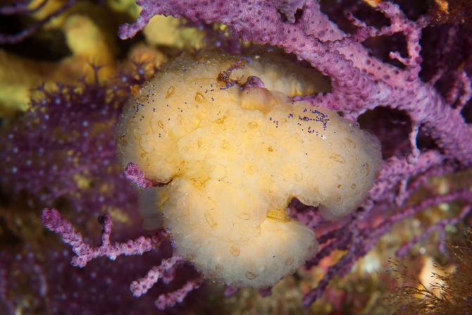 Ascidian Aplidium albicans, specia de calamar din care este extras Aplidin 