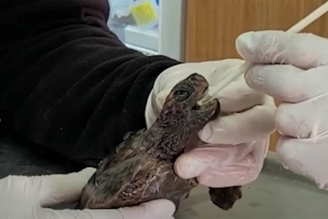 Țestoasele sunt curățate cu bețișoare după care li se administează maioneză