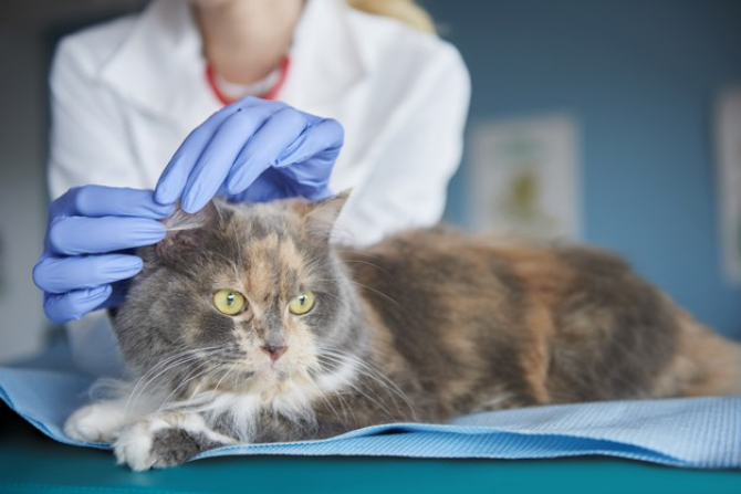 O pisică s-a îmbolnăvit de COVID-19 cu tulpina britanică