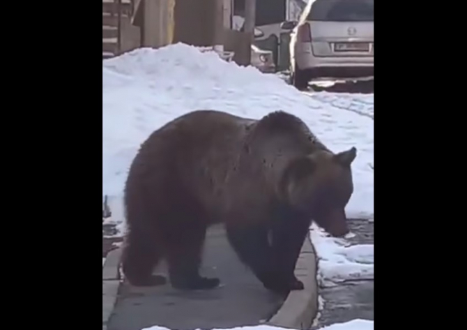 urs care umblă pe străzile orașului Azuga.