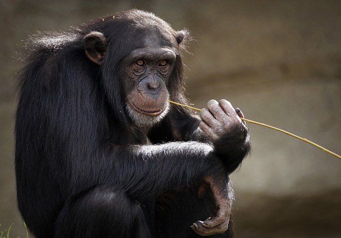 China a confirmat primul caz de infectare cu virusul Monkey B