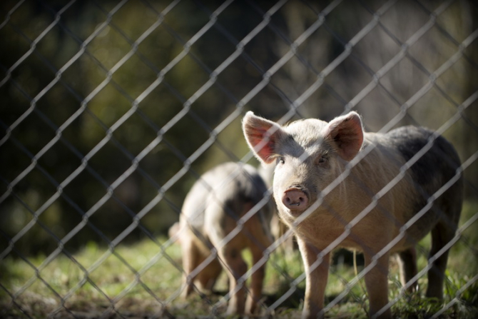 Fermierii britanici îşi vor construi propriul lor abator pentru a scăpa de excesul de porci