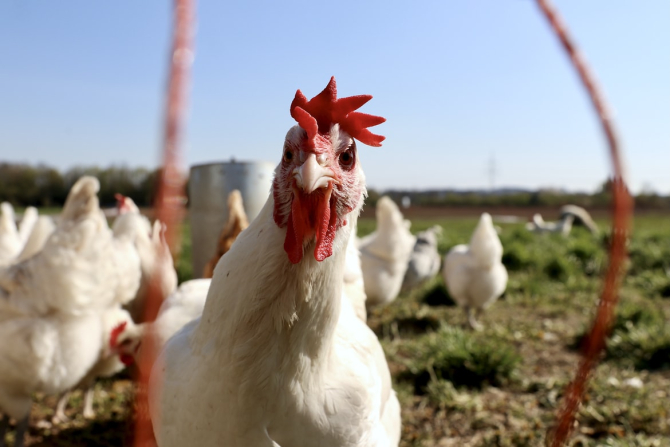 Gripa aviară face probleme fermierilor cehi