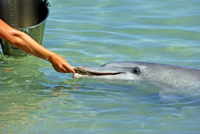 Delfinii pot fi dresați pentru a fi folosiți în conflictele armate / Foto: Pexels