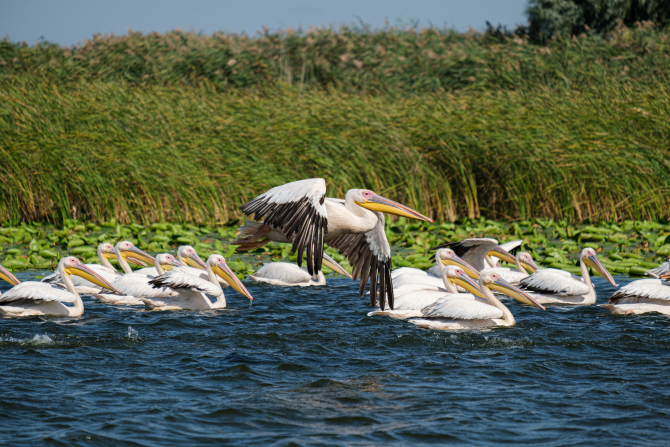 Photo by Andrei Prodan: https://www.pexels.com/photo/flock-of-pelicans-on-the-lake-6216092/