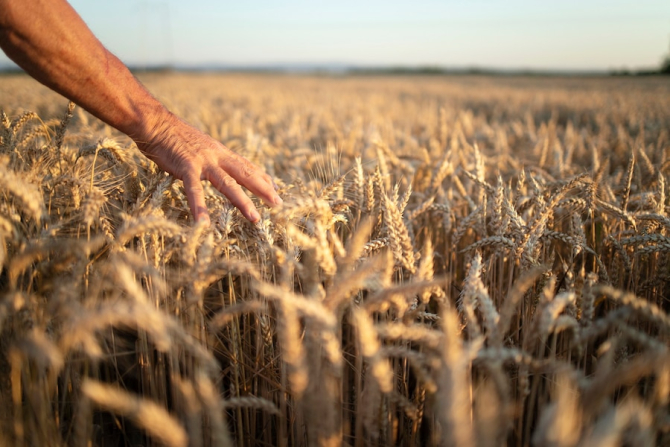 Rusia nu are ce face cu recolta sa de grâu