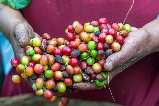 Nestle a alocat un buget generos pentru fermierii de cafea