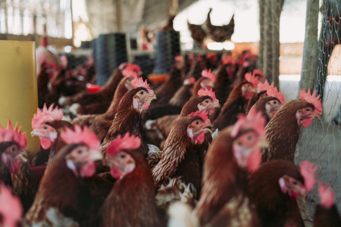 Lumea se confruntă acum și cu cea mai gravă epidemie de gripă aviară