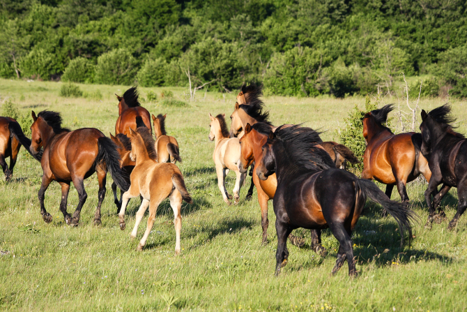 Caii din Delta Dunării nu au un statut juridic