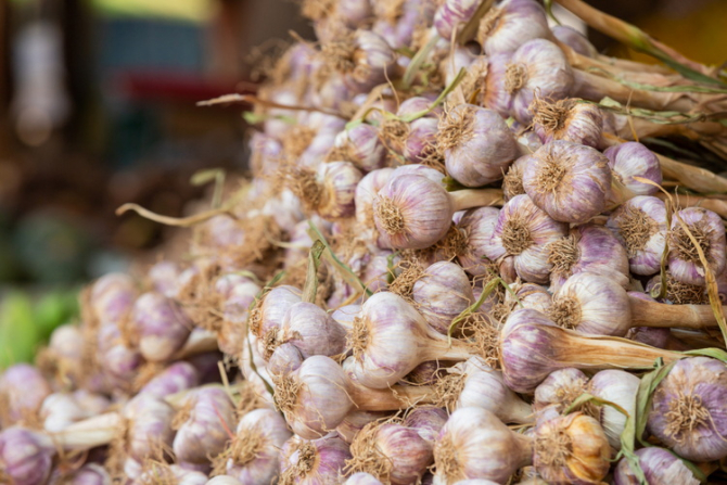 Ministerul Agriculturii continuă programul de susținere a cultivării usturoiului