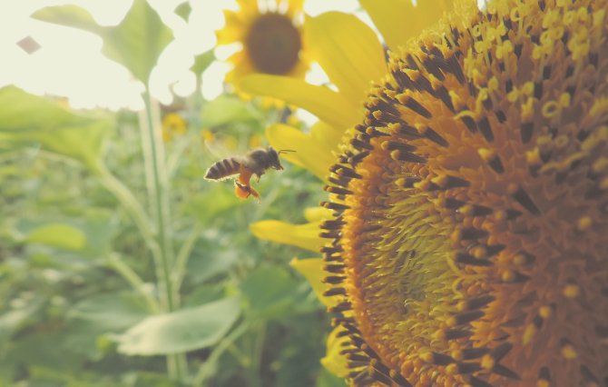 O albină polenizează o floare a soarelui