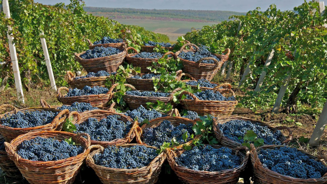 Celebrele vinuri moldovenești iau calea Chinei