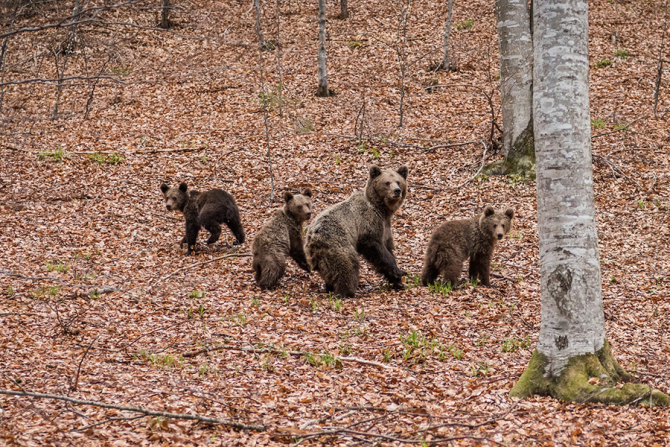 În România, nici urșii nu trăiesc într-un mediu adecvat