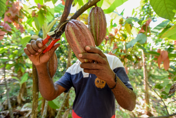 Arbore de cacao / Foto: Alliance of Bioversity International and CIAT / Flickr