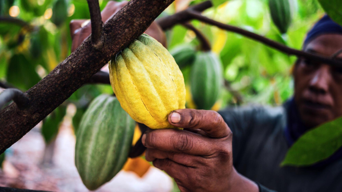 Un fermier recoltează cacao / Foto: Freepik