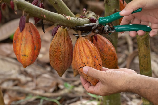 Fructe de cacao / Foto: Freepik